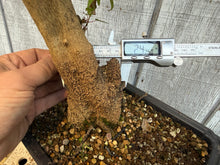 Load image into Gallery viewer, Trident Maple #47
