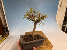 Load image into Gallery viewer, Zelkova, Japanese Grey Bark Elm 012
