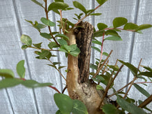 Load image into Gallery viewer, Japanese Crepe Myrtle #2
