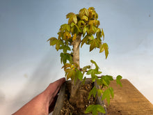 Load image into Gallery viewer, Trident Maple 019
