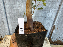Load image into Gallery viewer, Trident Maple #5
