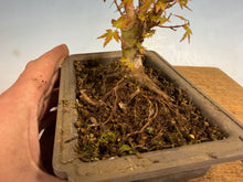 Load image into Gallery viewer, Kotohime Japanese Maple-011
