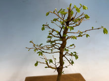 Load image into Gallery viewer, Chinese Hackberry, Celtis 004
