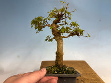 Load image into Gallery viewer, Trident Maple 007
