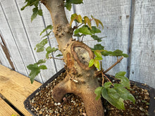 Load image into Gallery viewer, Trident Maple #48
