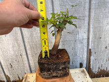 Load image into Gallery viewer, Trident Maple #3
