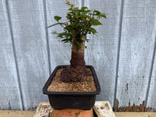 Load image into Gallery viewer, Zelkova, Japanese Grey Bark Elm #17
