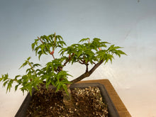 Load image into Gallery viewer, Shishigashira Japanese Maple 006
