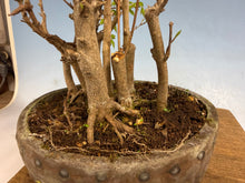 Load image into Gallery viewer, Trident Maple-Shohin Clump
