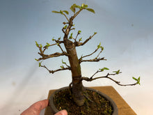 Load image into Gallery viewer, Chinese Quince 002
