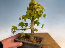 Load image into Gallery viewer, Trident Maple 019
