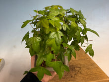 Load image into Gallery viewer, Trident Maple 014
