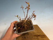 Load image into Gallery viewer, Japanese Maple 002
