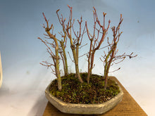Load image into Gallery viewer, Japanese Maple Forest-Koyo pot-002
