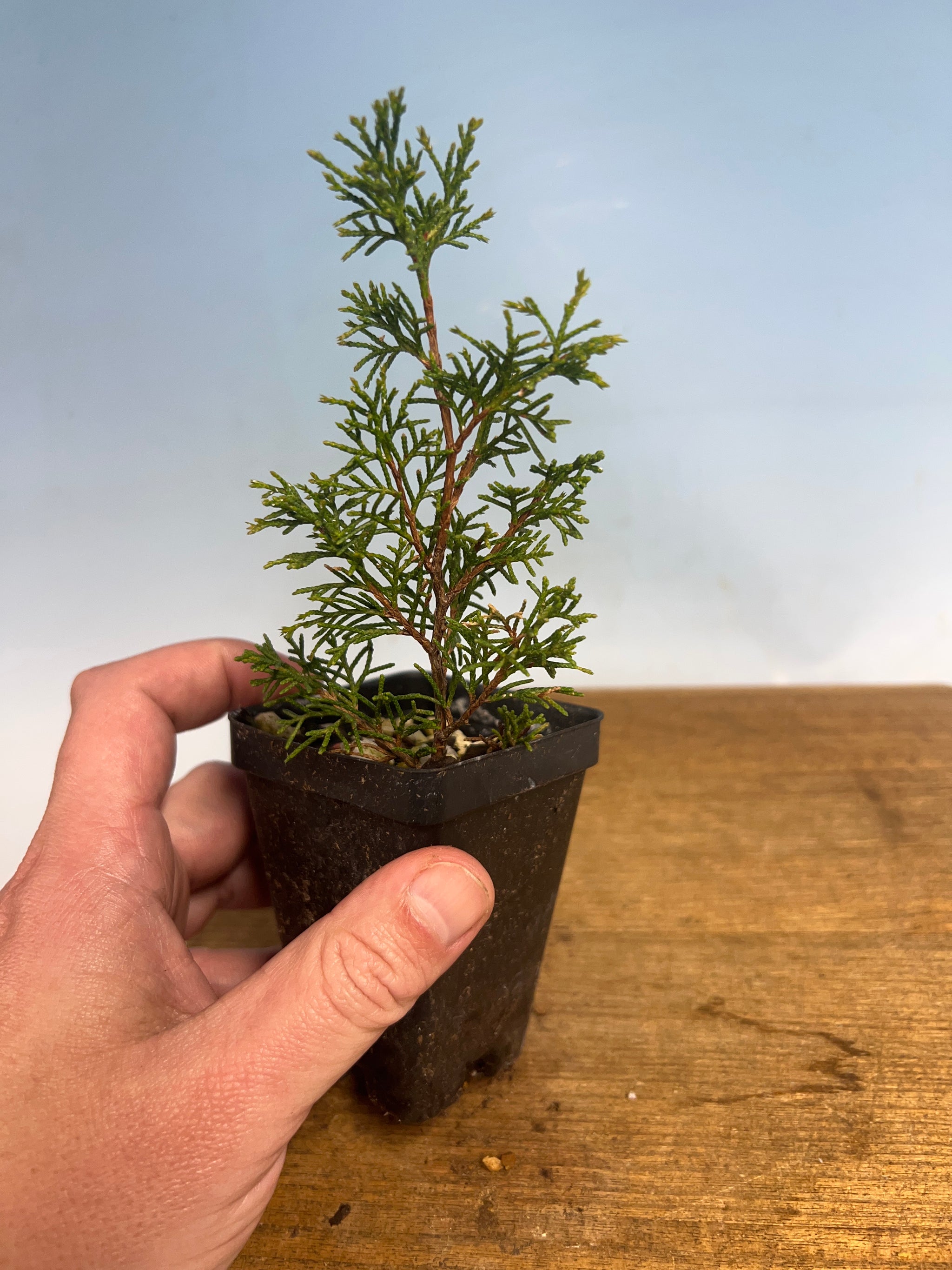 Itoigawa Shimpaku Juniper – Kaede Bonsai-en