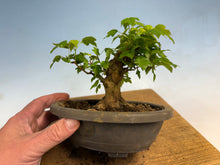 Load image into Gallery viewer, Trident Maple 020
