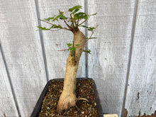 Load image into Gallery viewer, Trident Maple #46
