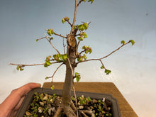Load image into Gallery viewer, Chinese Elm, Root Cutting 001
