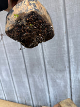 Load image into Gallery viewer, Chinese Quince #8
