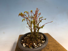 Load image into Gallery viewer, Japanese Maple Clump 002 13 Trees
