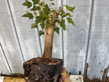 Load image into Gallery viewer, Trident Maple #9
