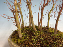 Load image into Gallery viewer, Japanese Maple Forest-Koyo pot-002

