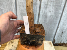 Load image into Gallery viewer, Trident Maple #23
