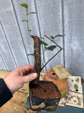 Load image into Gallery viewer, Chinese Quince #9
