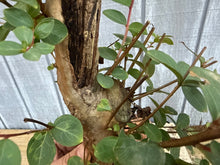 Load image into Gallery viewer, Japanese Crepe Myrtle #2
