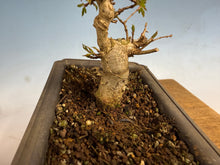 Load image into Gallery viewer, Trident Maple 005
