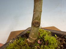 Load image into Gallery viewer, Shishigashira Japanese Maple 002
