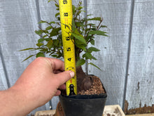 Load image into Gallery viewer, Zelkova, Japanese Grey Bark Elm #22
