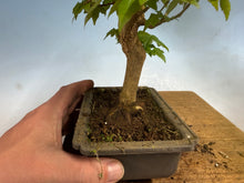 Load image into Gallery viewer, Trident Maple 012
