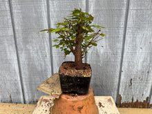 Load image into Gallery viewer, Zelkova, Japanese Grey Bark Elm #8

