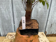 Load image into Gallery viewer, Zelkova, Japanese Grey Bark Elm #10

