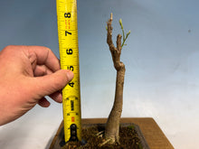 Load image into Gallery viewer, Japanese Wisteria 009-old one!
