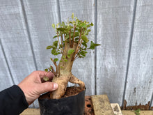 Load image into Gallery viewer, Japanese Crepe Myrtle #1
