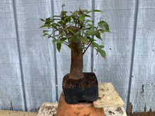 Load image into Gallery viewer, Zelkova, Japanese Grey Bark Elm #18
