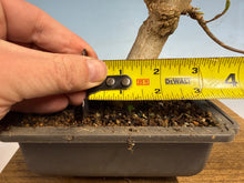 Load image into Gallery viewer, Trident Maple 001

