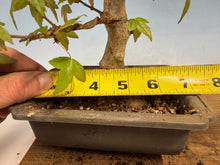 Load image into Gallery viewer, Trident Maple 019
