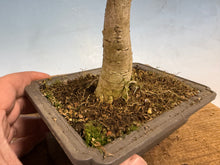 Load image into Gallery viewer, Japanese Wisteria 009-old one!
