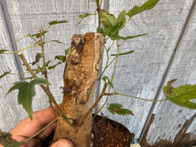 Load image into Gallery viewer, Trident Maple #4
