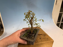 Load image into Gallery viewer, Zelkova, Japanese Grey Bark Elm 013

