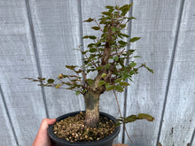 Load image into Gallery viewer, Korean Hornbeam, Carpinus Koreana
