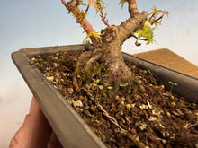 Load image into Gallery viewer, Kotohime Japanese Maple-001
