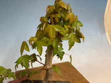 Load image into Gallery viewer, Trident Maple 019
