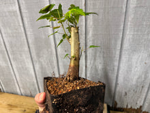 Load image into Gallery viewer, Trident Maple #15
