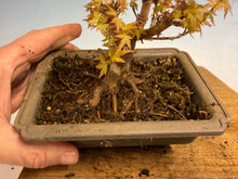 Load image into Gallery viewer, Kotohime Japanese Maple-011

