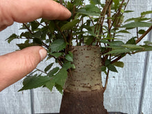 Load image into Gallery viewer, Zelkova, Japanese Grey Bark Elm #17
