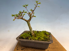 Load image into Gallery viewer, Shishigashira Japanese Maple 002
